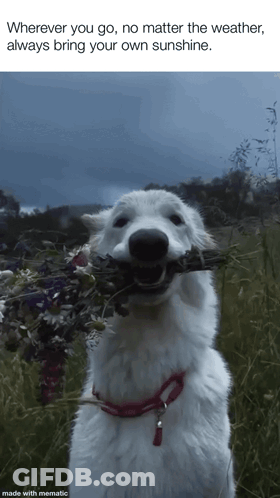 White Dog Holding Flowers Wherever You Go No Matter The Weather GIF