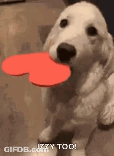 White Dog Holding Red Heart Saying Izzy Too GIF
