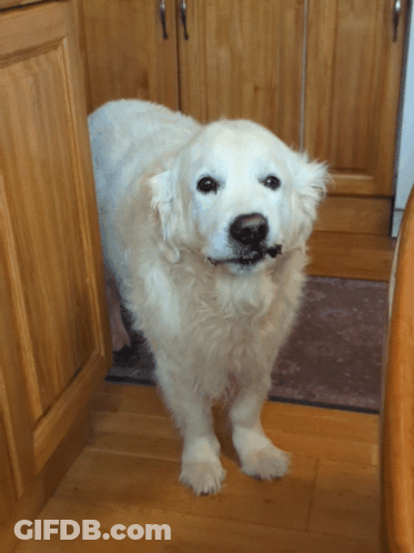 White Dog In Front Of Cabinet GIF