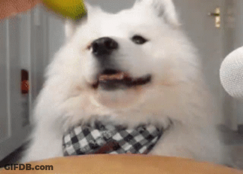 White Dog In Plaid Bow Tie Looking At Camera GIF
