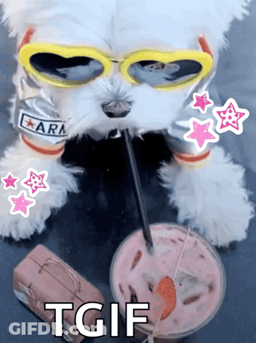 White Dog In Sunglasses Drinking Milkshake GIF