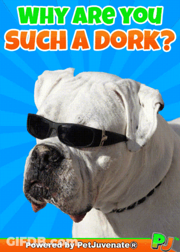 White Dog In Sunglasses Why Are You Such A Dork GIF