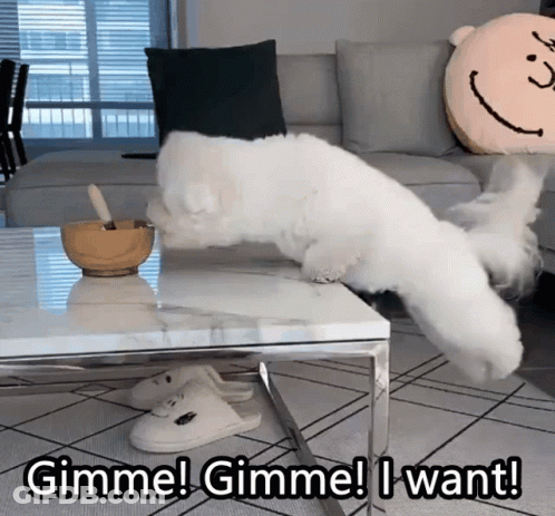 White Dog Jumps Over Coffee Table Saying Gimme Gimme I Want GIF
