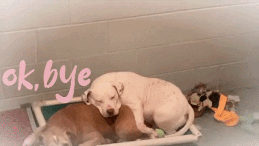 White Dog K Bye Brown Dog GIF