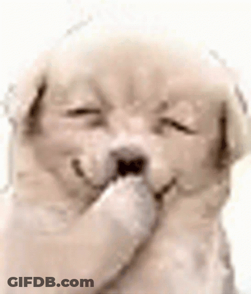 White Dog Laughing GIF