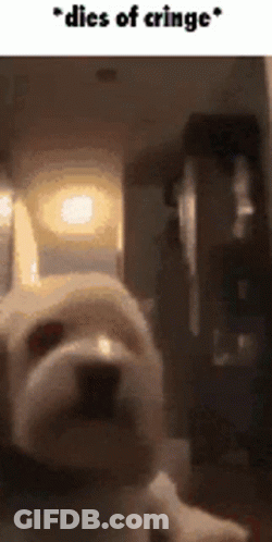 White Dog Laying In Dark Room Dies Of Cringe GIF