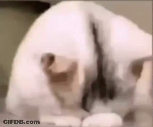 White Dog Laying On Bed GIF