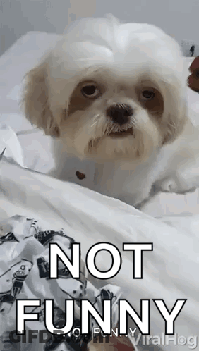 White Dog Laying On Bed Saying Not Funny GIF