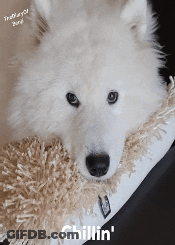 White Dog Laying On Blanket Chillin GIF