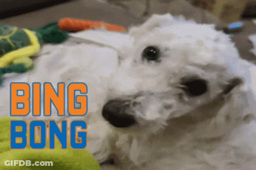 White Dog Laying On Floor Bing Bong GIF
