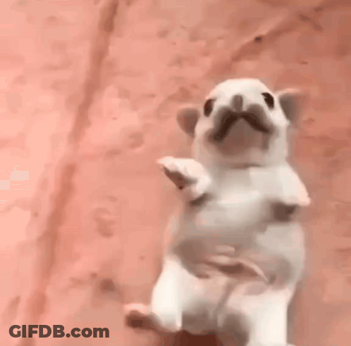 White Dog Laying On Its Back GIF