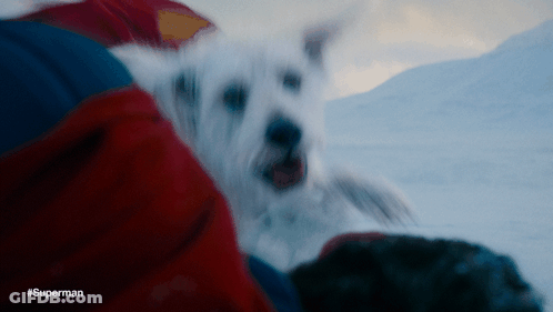 White Dog Laying On Lap With Superman GIF