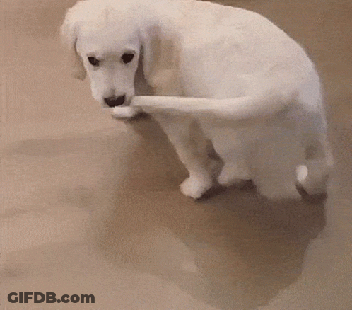 White Dog Licking Paw GIF