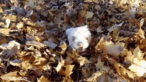 White Dog Lying In Leaves With Agility Sticker GIF