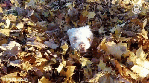 White Dog Lying In Leaves With Doggie Sticker GIF