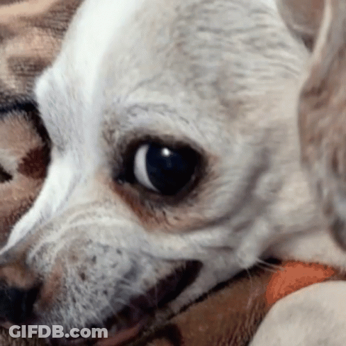 White Dog Lying On Leopard Print Blanket GIF