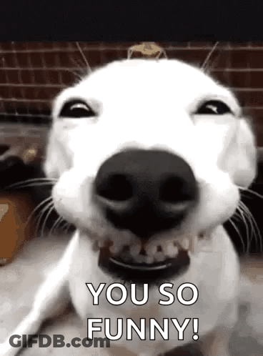 White Dog Making Funny Face Saying You So Funny GIF