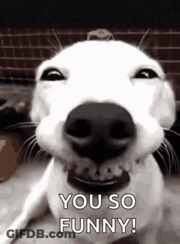 White Dog Making Funny Face Saying You So Funny GIF