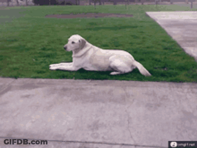 White Dog Meh Attitude GIF