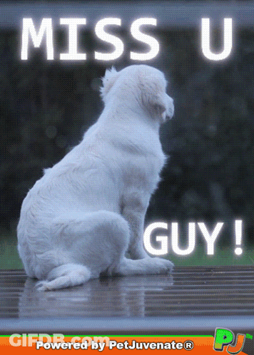 White Dog Miss U Guy GIF