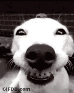 White Dog Mouth Open GIF