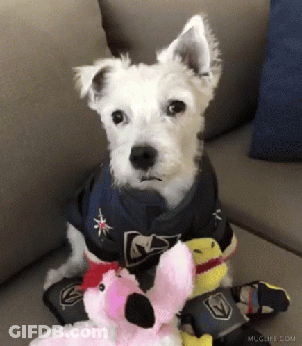 White Dog On Couch With Flamingo GIF
