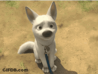 White Dog On Leash With Tag GIF