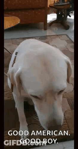White Dog On Rug Good American Good Boy GIF
