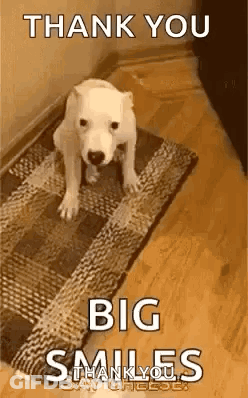 White Dog On Rug Saying Thank You Big Smiles GIF