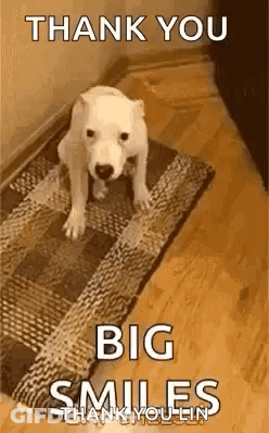 White Dog On Rug Thank You Big Smiles GIF