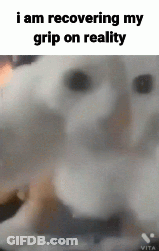 White Dog Recovering Grip On Reality GIF