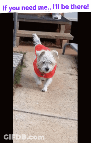 White Dog Red Sweater If You Need Me GIF