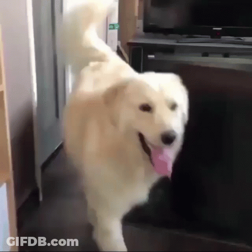 White Dog Running In Front Of Television GIF