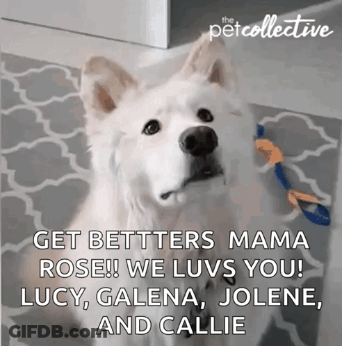 White Dog Saying Get Bet Better Mama Rose GIF