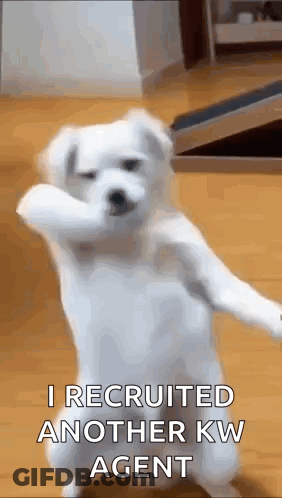 White Dog Saying I Recruited Another KW Agent GIF