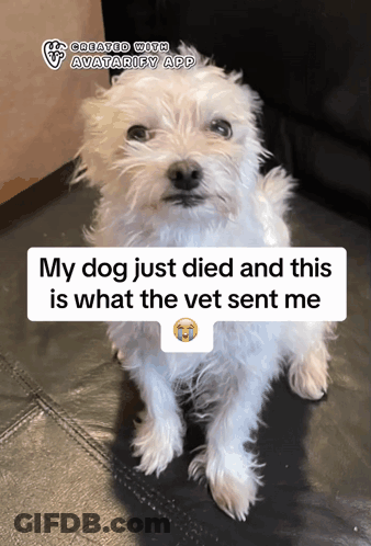 White Dog Saying My Dog Just Died GIF