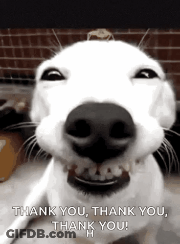 White Dog Saying Thank You GIF