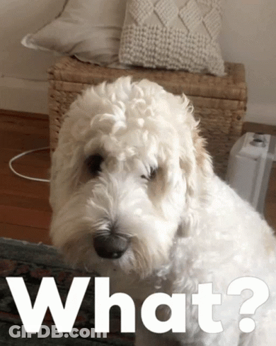 White Dog Saying What GIF