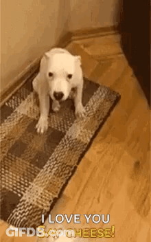White Dog Says I Love You Say Cheese GIF