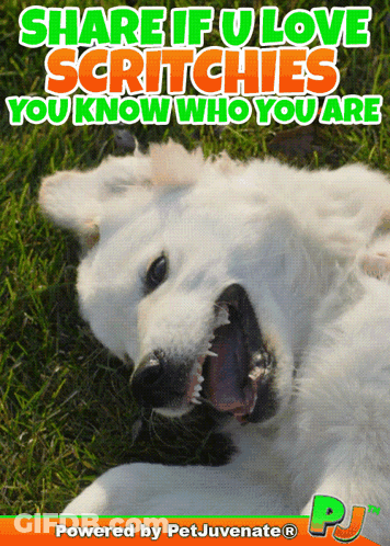 White Dog Share If U Love Scratchies You Know Who You Are GIF