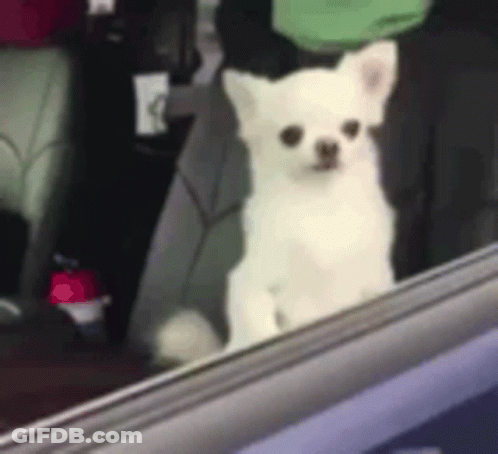 White Dog Sitting In Back Seat Of Car GIF