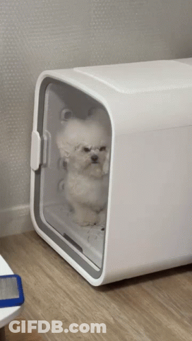 White Dog Sitting In Box GIF