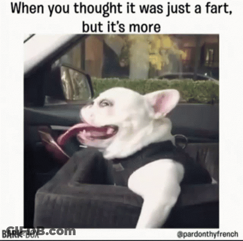 White Dog Sitting In Car With Tongue Out GIF