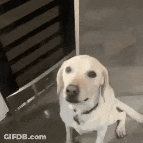 White Dog Sitting In Front Of Door GIF