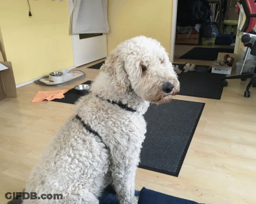 White Dog Sitting Next To Rabbit Proof Box GIF