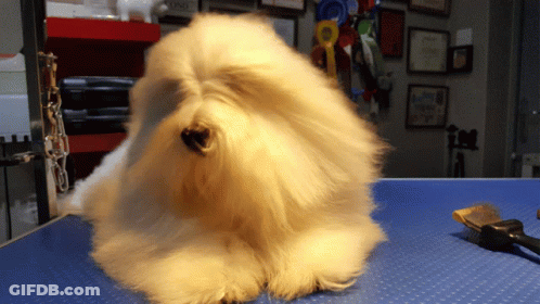 White Dog Sitting On Blue Table With Brush GIF