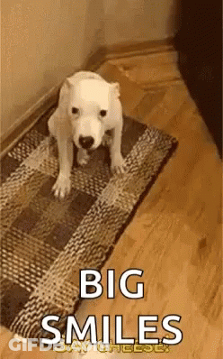 White Dog Sitting On Rug Big Smiles GIF
