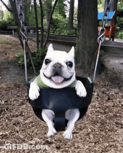 White Dog Sitting On Swing GIF