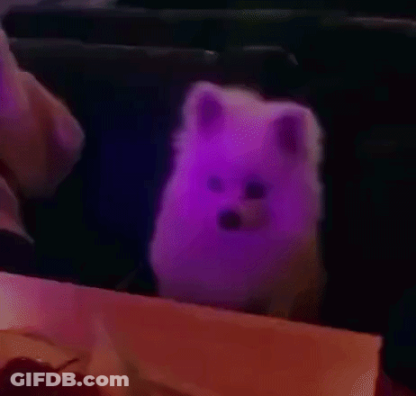 White Dog Sitting On Table In Dark Room GIF