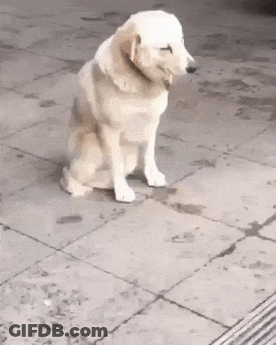 White Dog Sitting On Tiled Sidewalk GIF